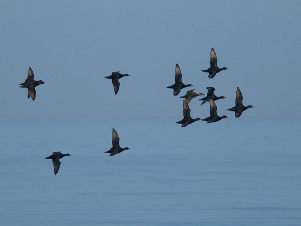 Mustalintu, Common Scoter, Melanitta nigra